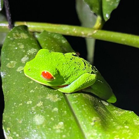 The Frog House Apartment La Fortuna Exterior photo