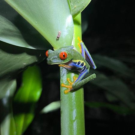 The Frog House Apartment La Fortuna Exterior photo