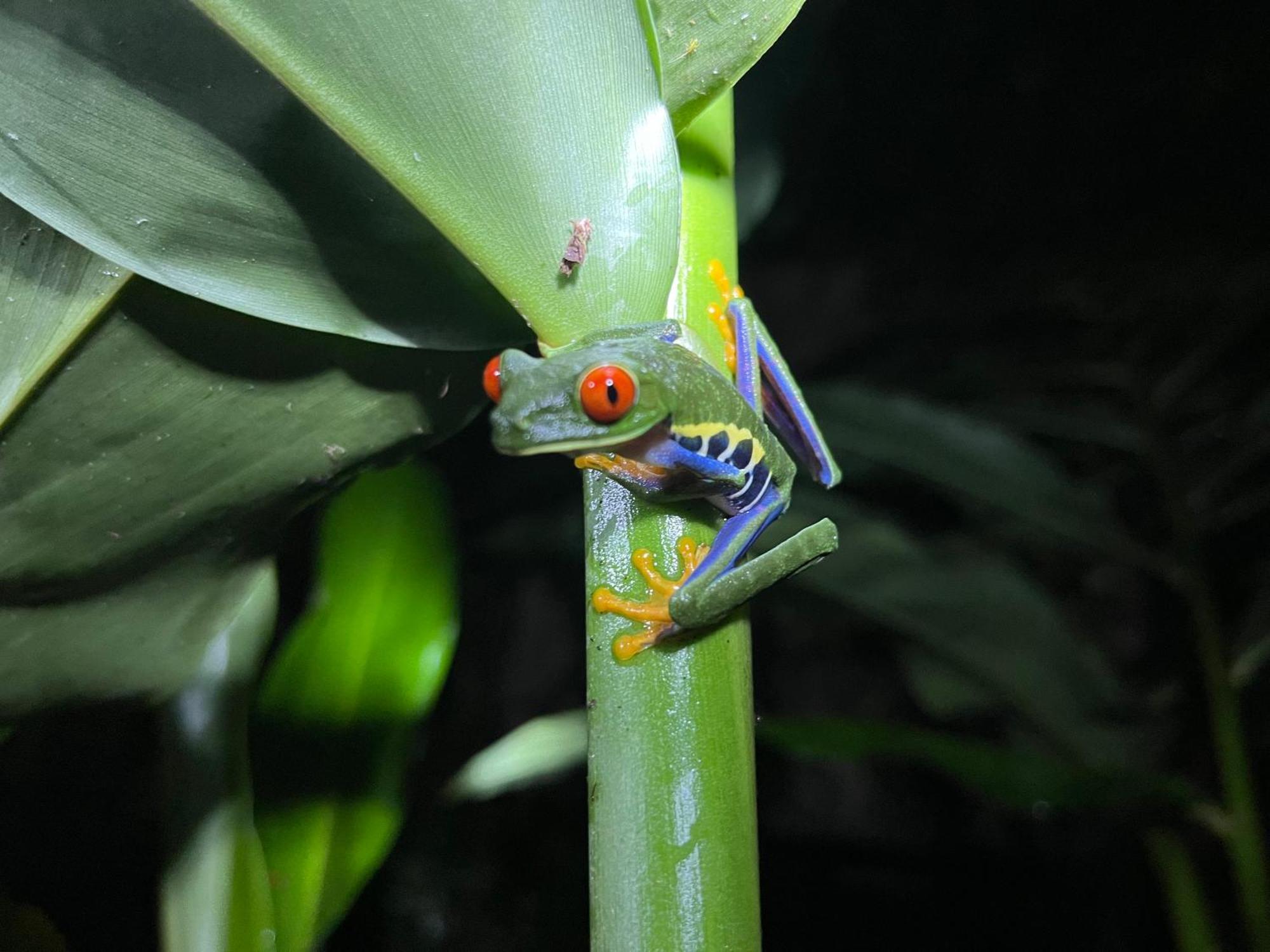 The Frog House Apartment La Fortuna Exterior photo